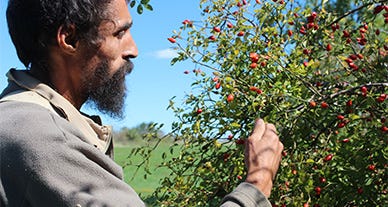 Les plantes des tisanes Biocoop : 100% origine France, évidemment ! Les plantes des tisanes Biocoop : 100% origine France, évidemment !