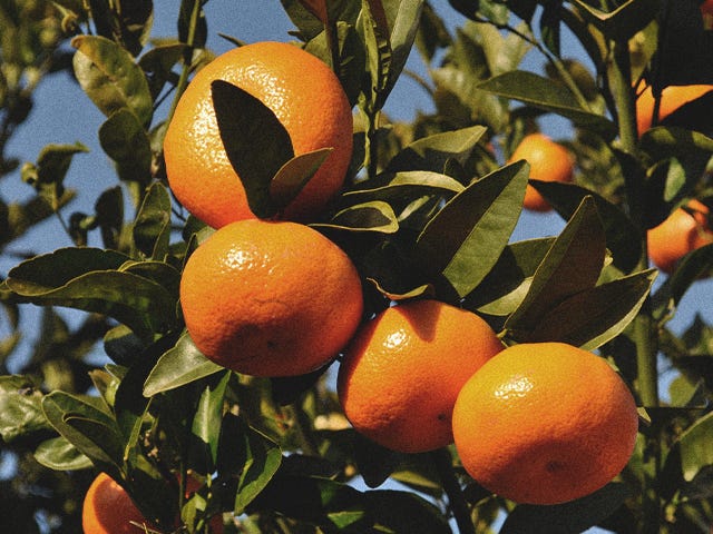 La clémentine Corse, le fruit qui a tout bon ! La clémentine Corse, le fruit qui a tout bon !